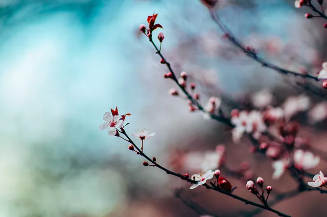 春のお花見ハイキング！４/１になりました